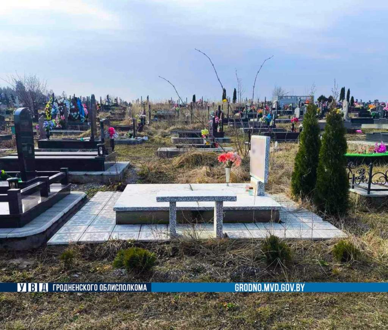 Женщина украла туи с кладбища
