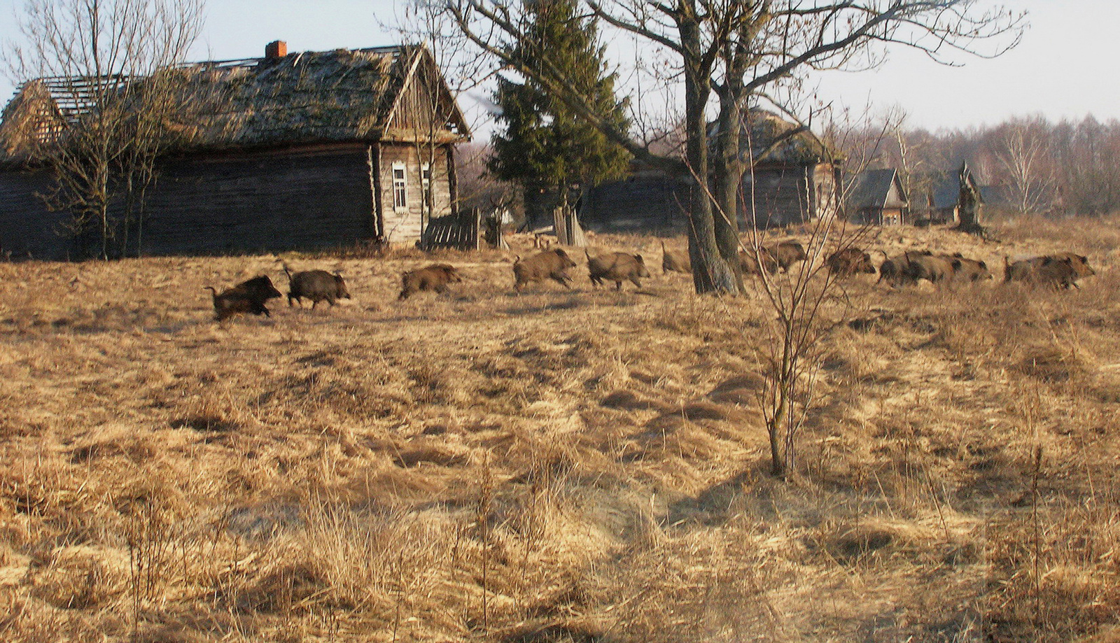 Чернобыльская зона