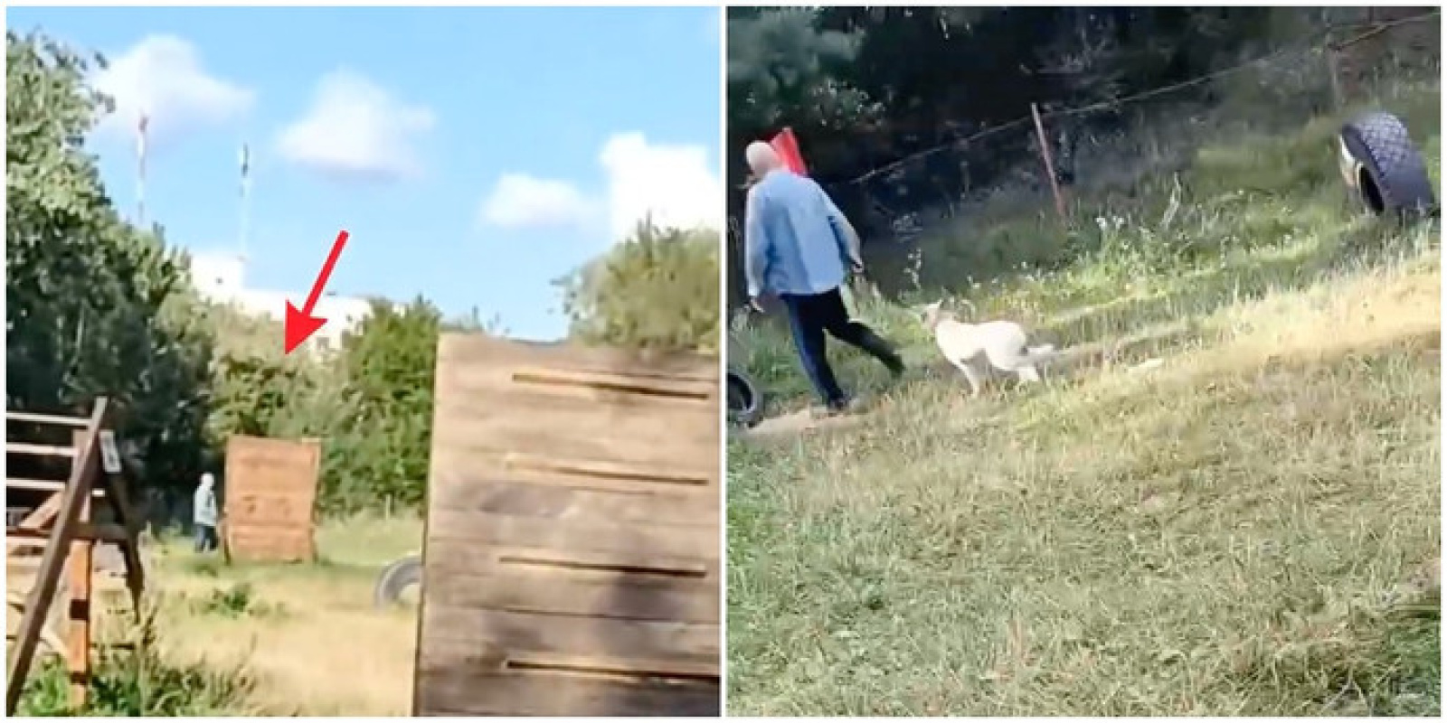 Избили собаку