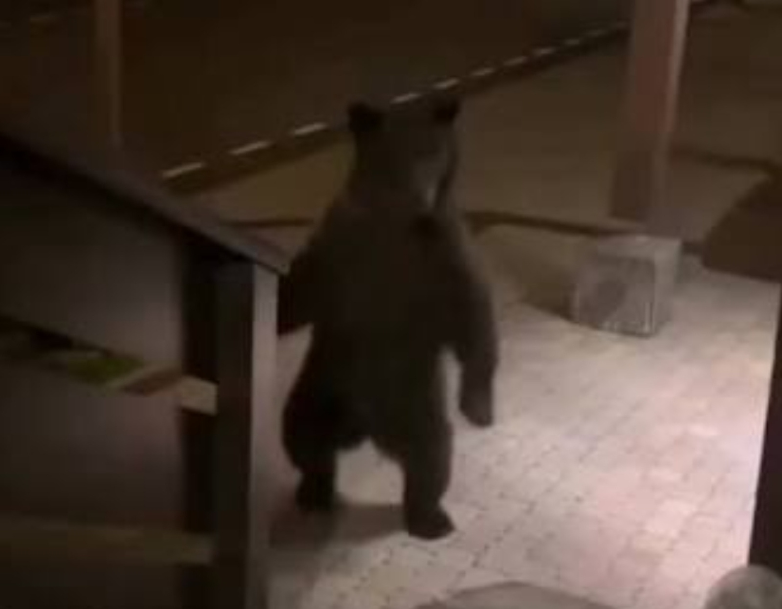 Медведь в Красной поляне