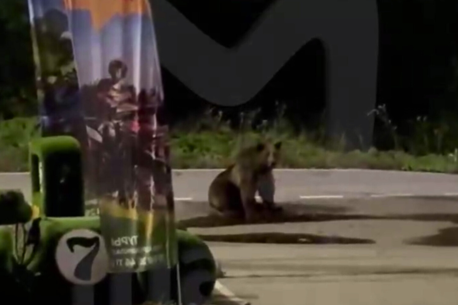 Медведь в Красной поляне в Сочи