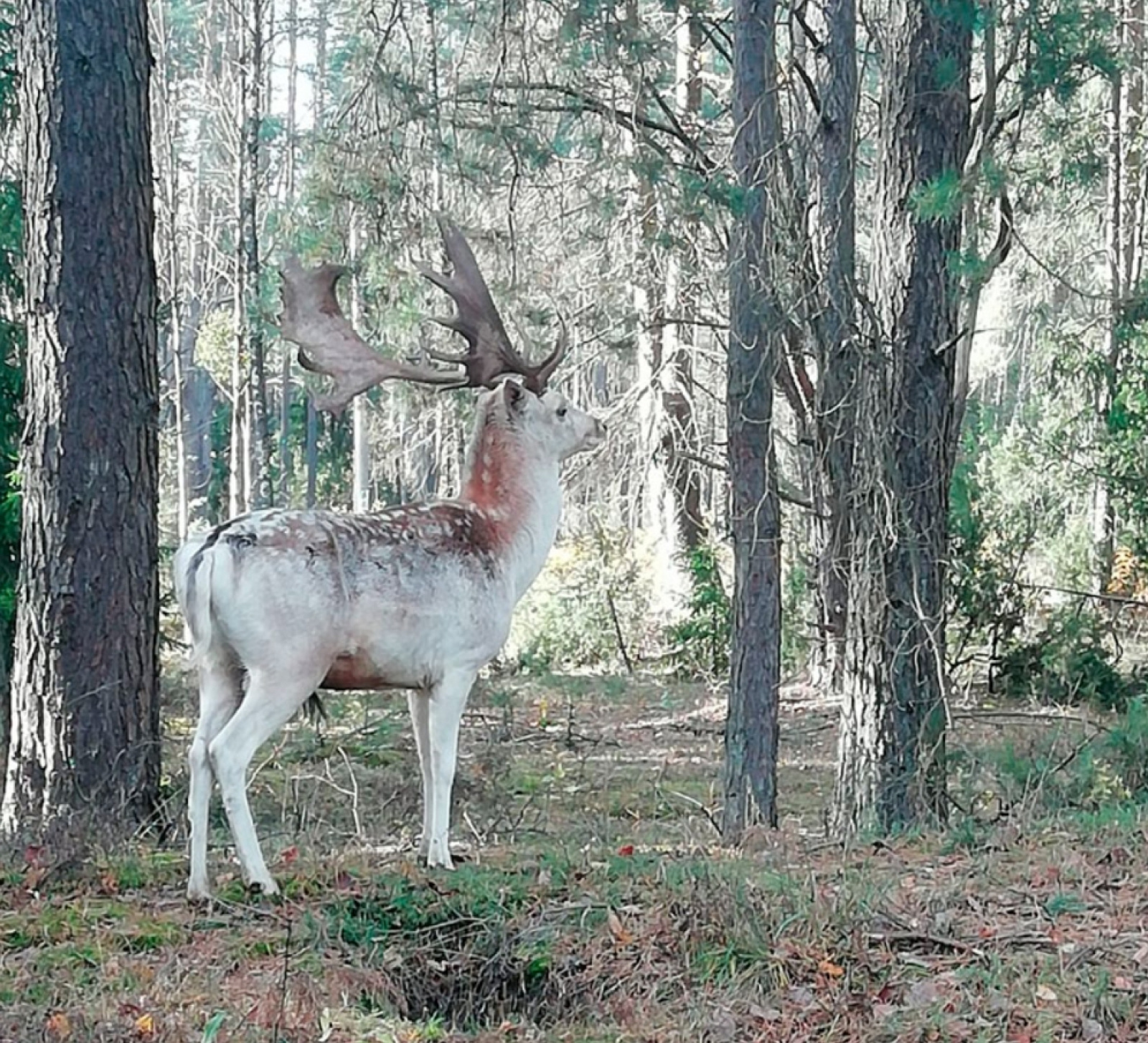 олень под Гродно